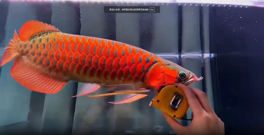 50cm超血紅龍魚，50cm超血紅龍魚，水中瑰寶驚艷亮相，50cm超血紅龍魚，水族界的璀璨之星