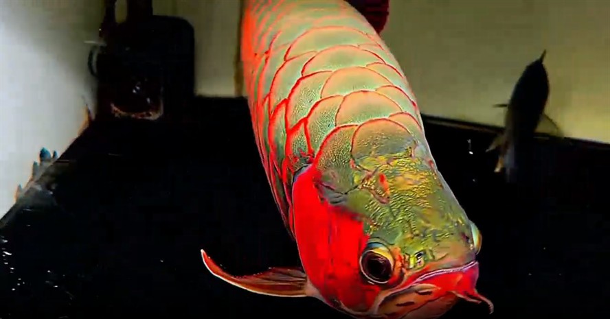[2025]55cm極品發色超血賽級紅龍魚，55cm 賽級紅龍魚，超血發色