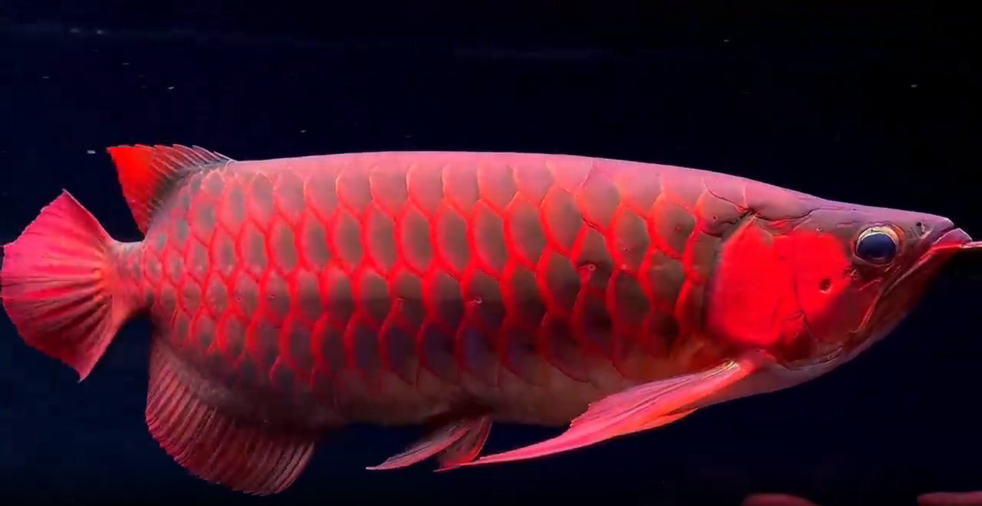 [2025]50公分超血紅龍魚，震撼登場，50公分超血紅龍魚，水中瑰