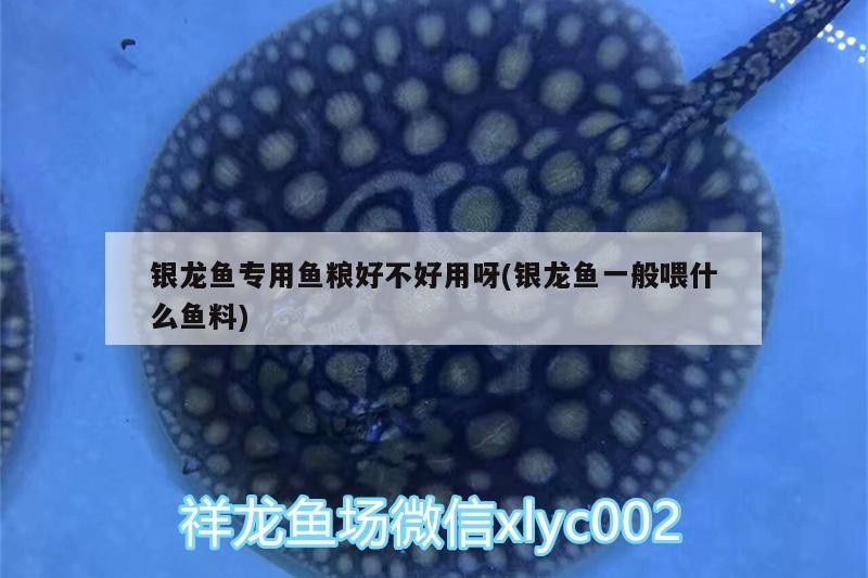 銀龍魚(yú)專(zhuān)用魚(yú)糧好不好用呀(銀龍魚(yú)一般喂什么魚(yú)料)