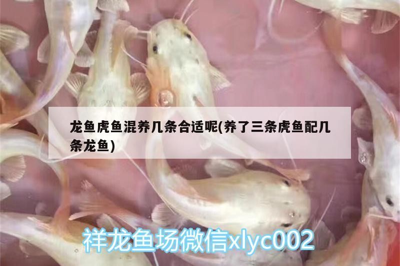 龍魚虎魚混養幾條合適呢(養了三條虎魚配幾條龍魚)