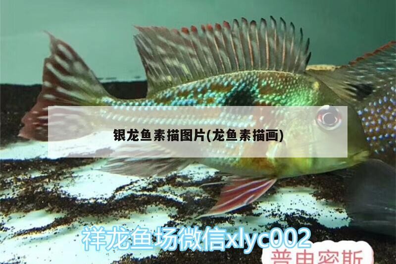 銀龍魚(yú)素描圖片(龍魚(yú)素描畫(huà))