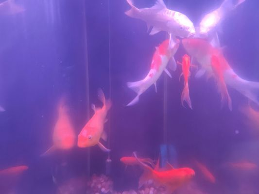 會昌縣森森水族（會昌縣森森水族館電話）