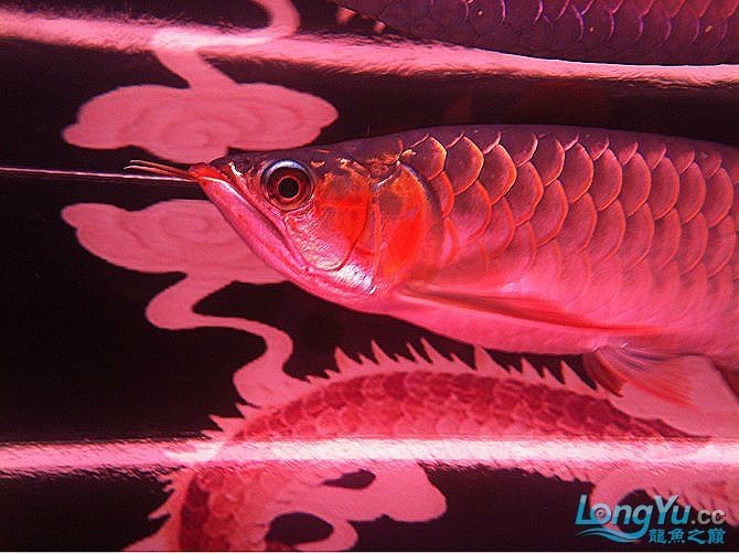 火焰尾紅龍魚：火焰尾紅龍魚市場價格趨勢