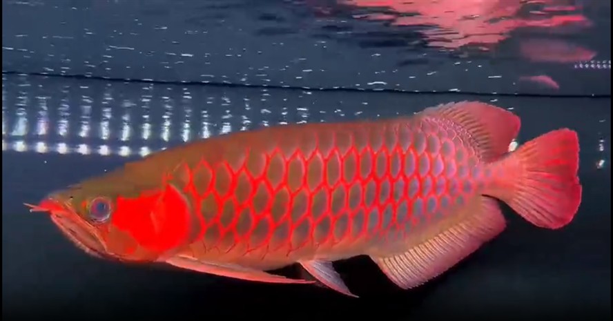 滿片紅超血紅龍魚。驚艷！滿片紅超血紅龍魚，水中瑰寶，探秘滿片紅超血紅龍魚，水族界的璀璨之星，滿片紅超血紅龍魚，游弋在水中的紅色傳奇