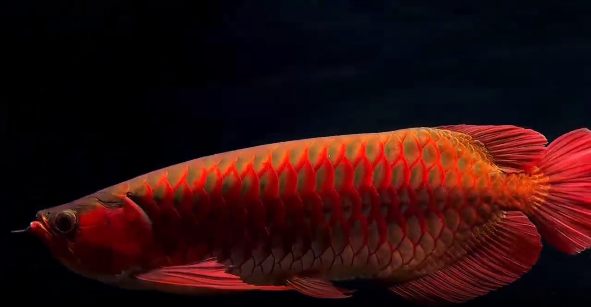 [2025]55公分賽級鯊魚嘴超血紅龍魚，55公分頂級賽級鯊魚嘴超血紅龍魚驚艷亮相，2025.07.19 55公分頂級賽級鯊魚嘴超血紅龍魚震撼