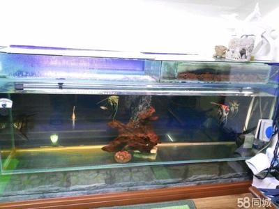 搬家魚缸里的魚怎么辦