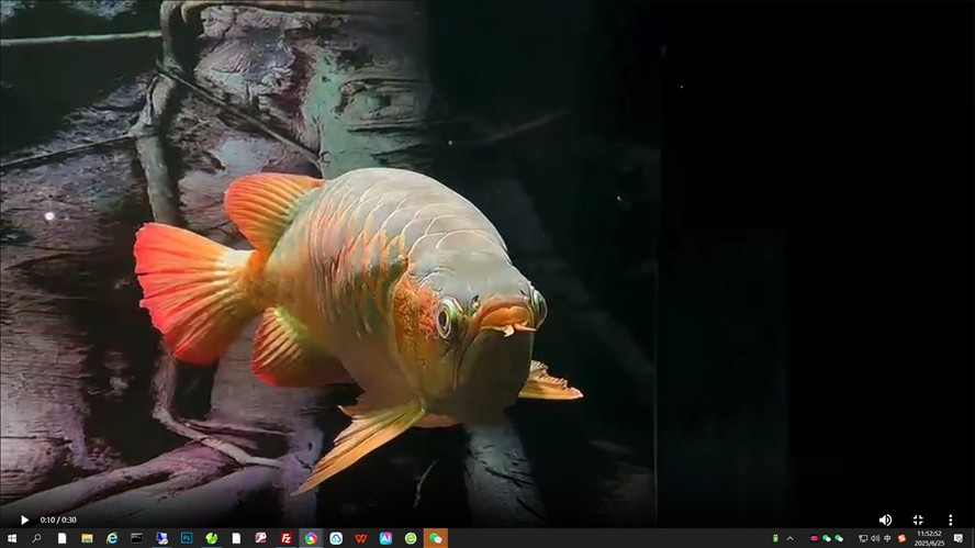 50+公分賽級紅龍發色中，50+公分賽級紅龍發