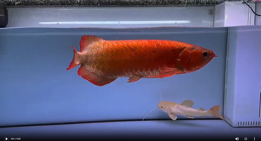 55公分賽級紅龍魚20250625，55公分賽級紅龍魚，20250625的驚艷之