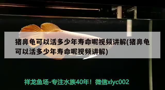 豬鼻龜可以活多少年壽命呢視頻講解(豬鼻龜可以活多少年壽命呢視頻講解)