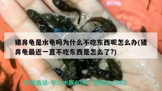 豬鼻龜是水龜嗎為什么不吃東西呢怎么辦(豬鼻龜最近一直不吃東西是怎么了?)