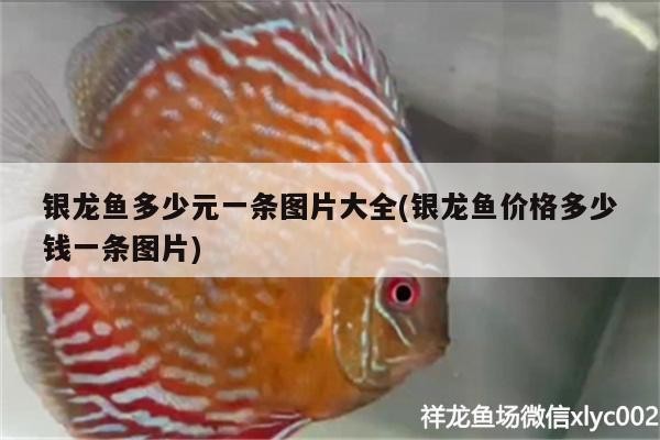 銀龍魚多少元一條圖片大全(銀龍魚價格多少錢一條圖片)
