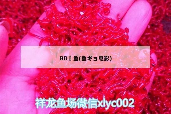 BD魟魚在不同文化中的象征意義,bd魟魚在不同文化中具有不同的象征意義 魟魚百科 第5張 BD魟魚在不同文化中的象征意義,bd魟魚在不同文化中具有不同的象征意義 BD魟魚在不同文化中的象征意義,bd魟魚在不同文化中具有不同的象征意義 魟魚百科 第5張