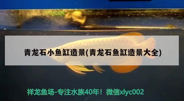 青龍石小魚缸造景(青龍石魚缸造景大全)
