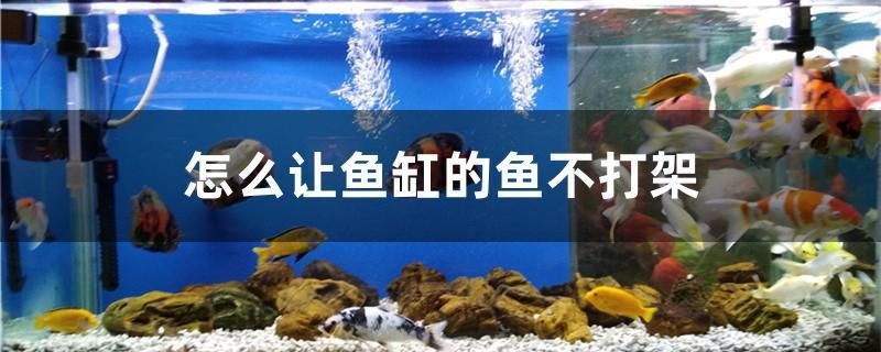 怎么讓魚缸的魚不打架