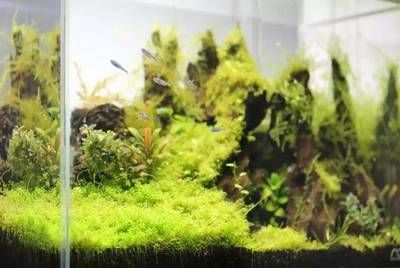 草缸還是魚(yú)缸好看：草缸與魚(yú)缸哪個(gè)更勝一籌