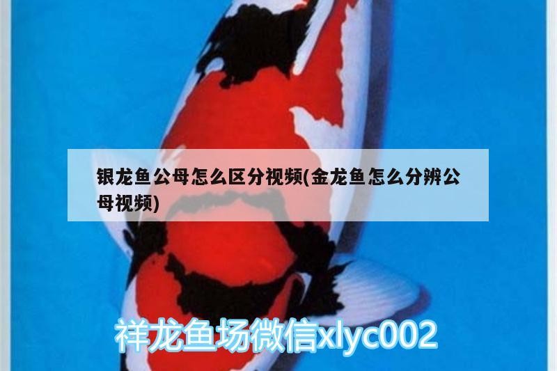 銀龍魚公母怎么區分視頻(金龍魚怎么分辨公母視頻)