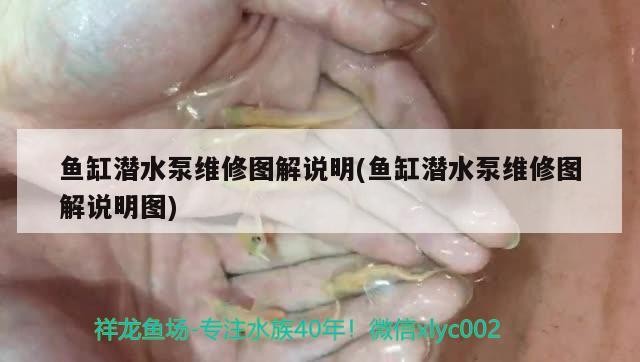魚缸潛水泵維修圖解說明(魚缸潛水泵維修圖解說明圖)