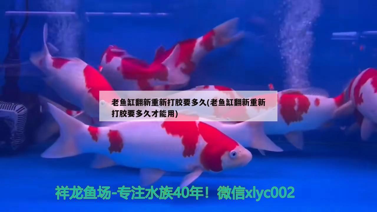 老魚缸翻新重新打膠要多久(老魚缸翻新重新打膠要多久才能用)