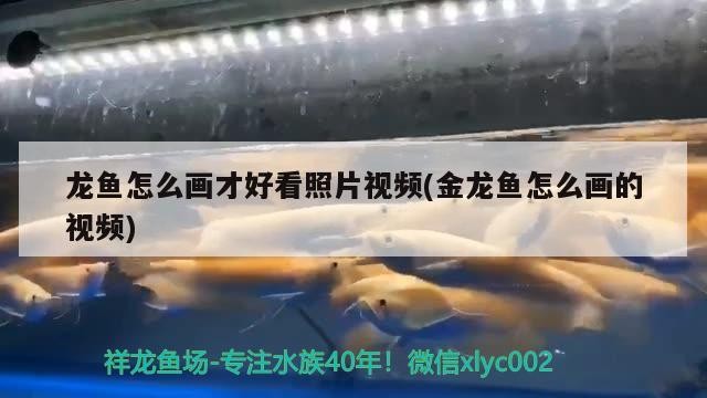 金龍魚虎魚配什么魚最好(金龍魚搭配)