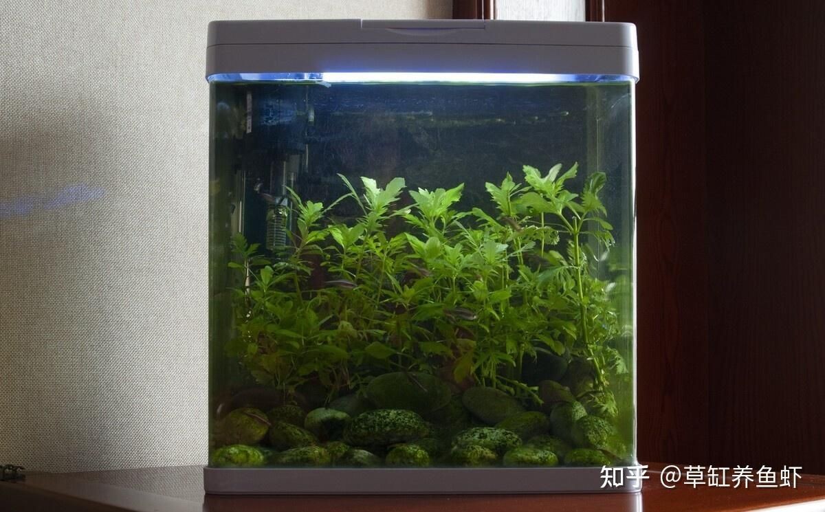 草缸還是魚缸：草缸與魚缸的區別