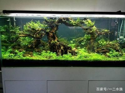 草缸還是魚缸：草缸與魚缸的區別