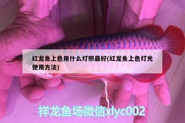 龍魚紅燈和白燈怎么擺放的：如何選擇適合龍魚的燈管，龍魚光照不足的后果
