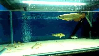 長沙市雨花區富江水族館（長沙市雨花區富江水族館地址）