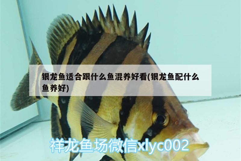 銀龍魚適合跟什么魚混養好看(銀龍魚配什么魚養好)