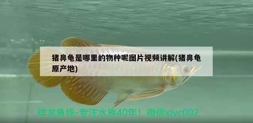 豬鼻龜是哪里的物種呢圖片視頻講解(豬鼻龜原產地)