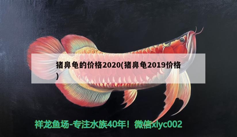 豬鼻龜的價格2020(豬鼻龜2019價格)