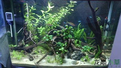 大魚缸不養魚造景可以嗎：大魚缸不養魚也可以進行造景