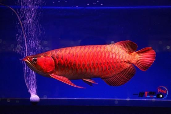 紅龍魚換水設備推薦：紅龍魚的換水設備使用注意事項