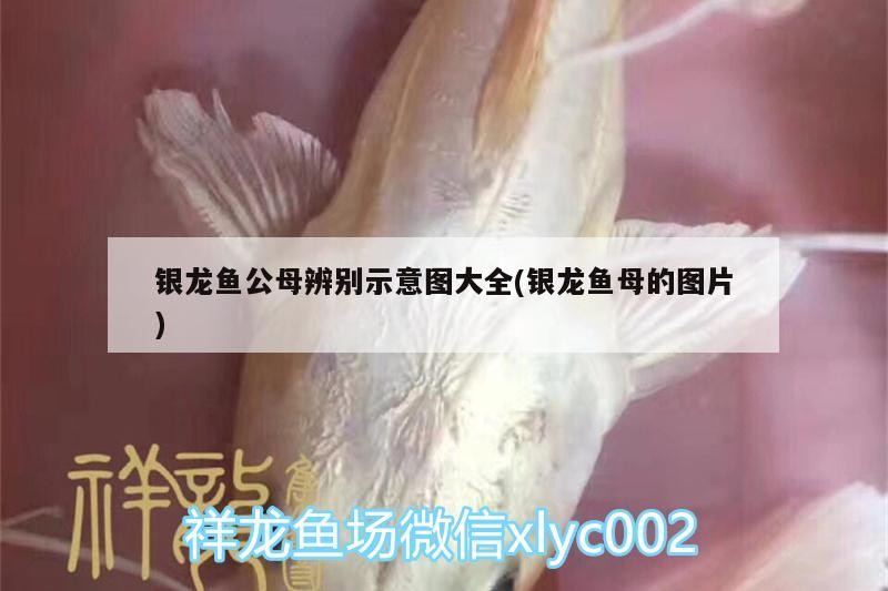 銀龍魚公母辨別示意圖大全(銀龍魚母的圖片)
