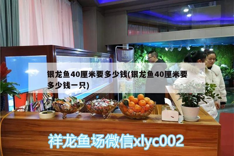銀龍魚40厘米要多少錢(銀龍魚40厘米要多少錢一只)