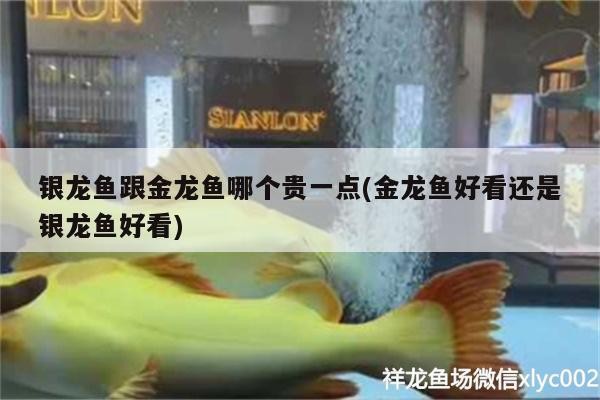 銀龍魚跟金龍魚哪個貴一點(金龍魚好看還是銀龍魚好看)
