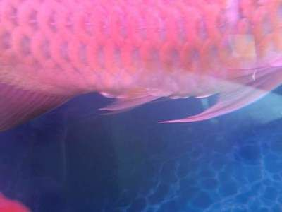 紅龍魚吧百度貼吧：紅龍魚養殖經驗分享