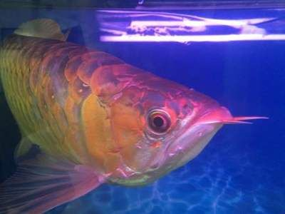 紅龍魚吧百度貼吧：紅龍魚養殖經驗分享