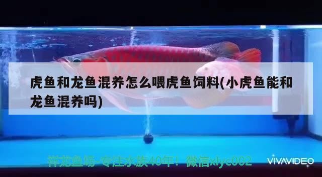 虎魚和龍魚混養(yǎng)怎么喂虎魚飼料(小虎魚能和龍魚混養(yǎng)嗎)