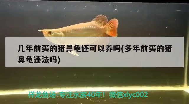 幾年前買的豬鼻龜還可以養嗎(多年前買的豬鼻龜違法嗎)