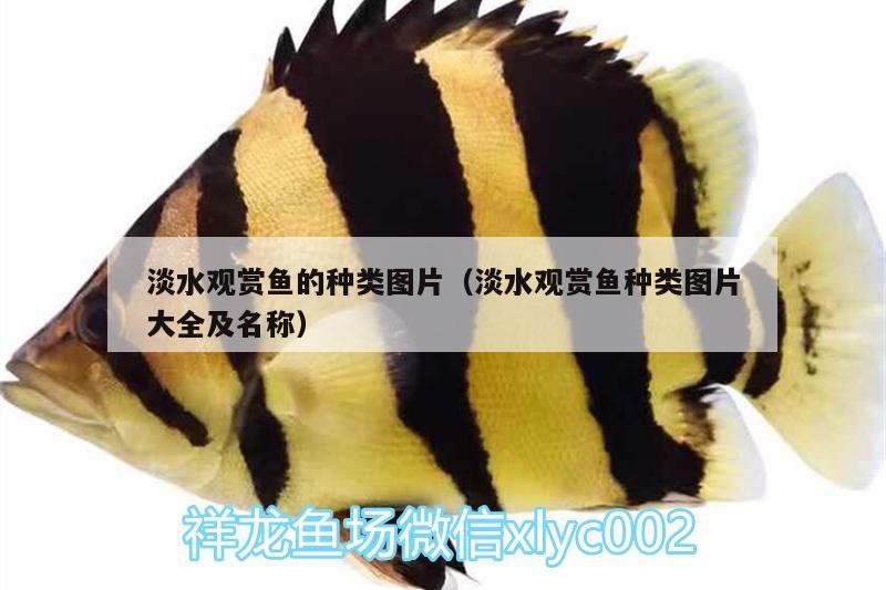 淡水觀賞魚的種類圖片（淡水觀賞魚種類圖片大全及名稱）