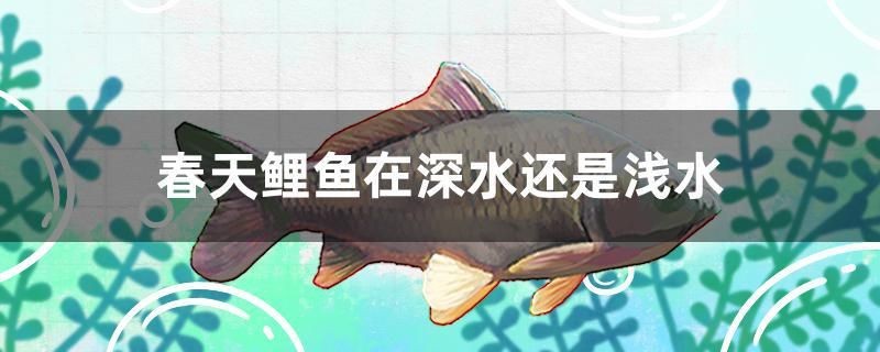 春天鯉魚在深水還是淺水