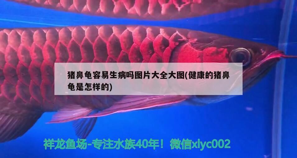 豬鼻龜容易生病嗎圖片大全大圖(健康的豬鼻龜是怎樣的)