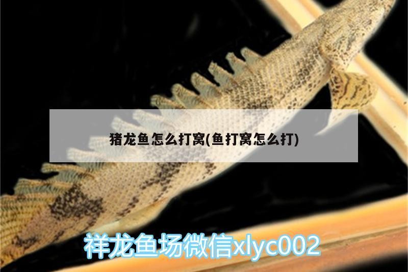 豬龍魚怎么打窩(魚打窩怎么打)