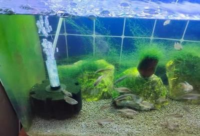 吃魚缸褐藻的都有哪些品種：觀賞魚吃褐藻怎么辦？