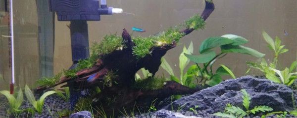 吃魚缸褐藻的都有哪些品種：觀賞魚吃褐藻怎么辦？