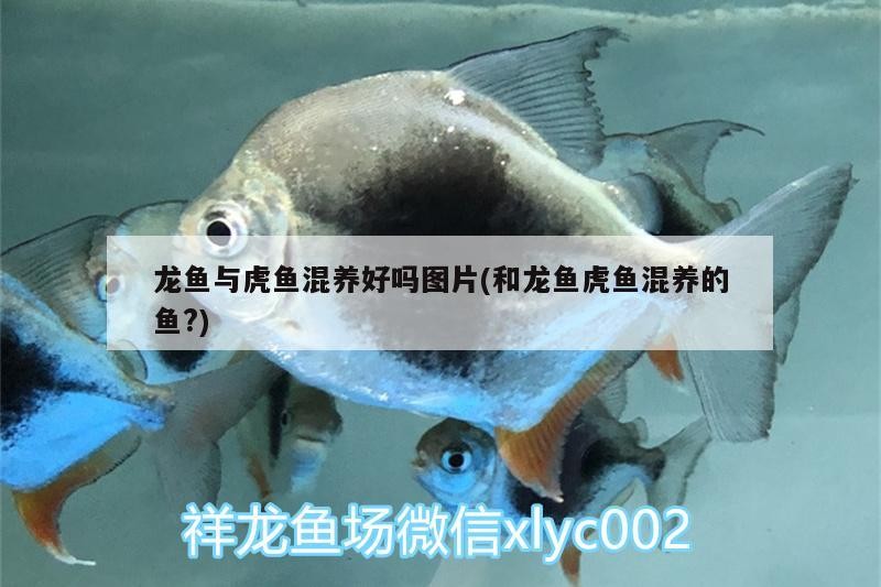 龍魚與虎魚混養好嗎圖片(和龍魚虎魚混養的魚?)