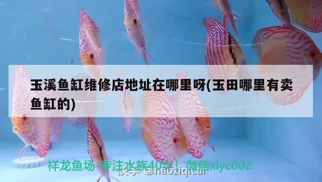 玉溪魚缸維修店地址在哪里呀(玉田哪里有賣魚缸的)