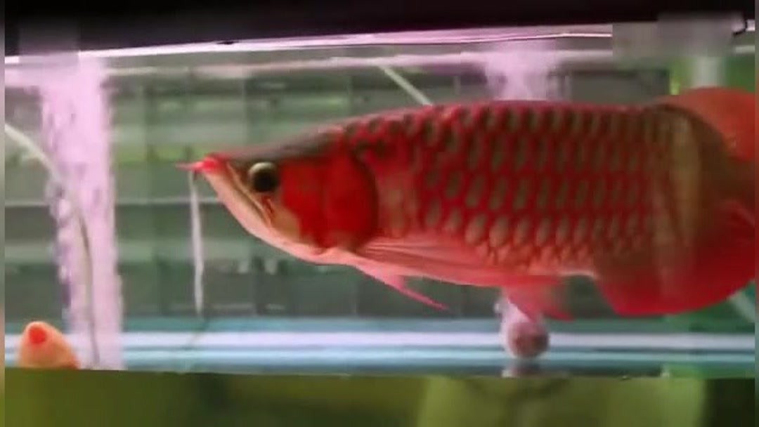 虎哥你老大虎魚