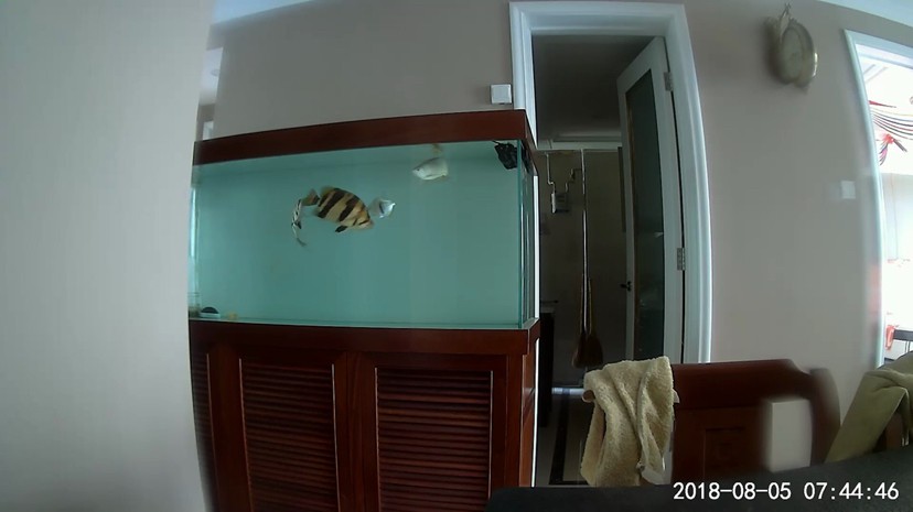 虎哥你老大虎魚